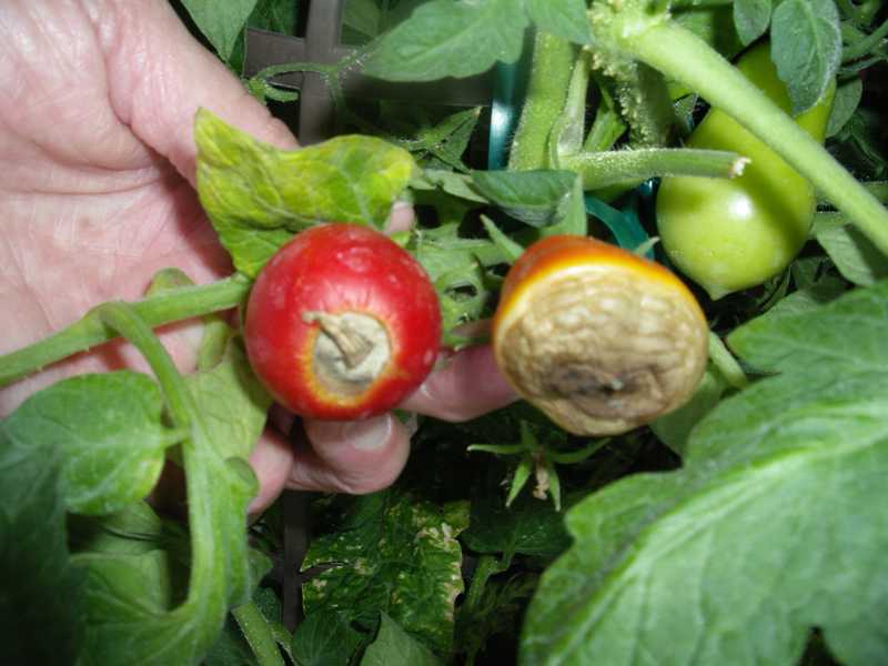 What Causes Tomatoes To Get Blossom End Rot at Michael Davis blog